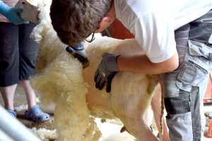 Summer-Look für unsere Schafe